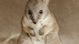 The cutest little wallaby will light up your day