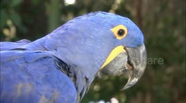Sammy the parrot is a big bird that's big cute