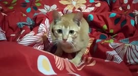 Aggressive pet cat likes to attack man feet in blankets before falling asleep