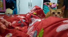 Cat likes to attack movable man feet in blankets before falling asleep