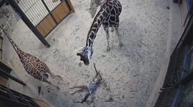 Newborn giraffe hand-reared after mother refuses to feed her