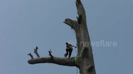 Fearless pensioner balances on narrow branch while cutting down 100ft tall 200-year-old tree