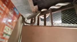 Skilful rescuer catches deadly 10ft-long king cobra using bare hands