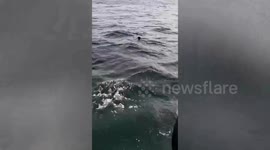 Hero anglers rescue stranded dog struggling in the sea off Thai coast