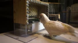 Cockatoos display intelligence by playing golf to win cashew nuts