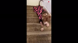 Silly dog keeps his family entertained by hilariously sliding down stairs