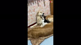 'Mischievous cat 'bullies' dog during nap time '