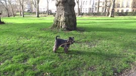 Adorable dog plays with tree branches in a London park