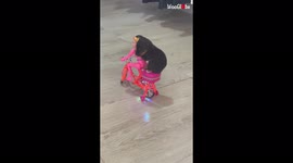Days-old puppy rides musical toy bicycle with Barbie doll