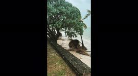 High winds amid the aftermath of Cyclone Batsirai in Belle Mare, Quatre Cocos, Mauritius