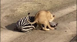 THE LIONESS WITH A FULLY GROWN ZEBRA BUT THE LIONESS WON THIS BATTLE