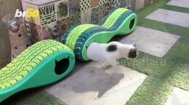 Cat Compartments! Car Tires Recycled as Mobile Shelters for Cats in Cairo!