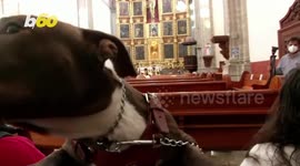 Pet Praises! Pets in Mexico City Honored During St. Anthony Day!