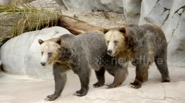 Bear brothers had a grizzly friendship but it's turned around nicely