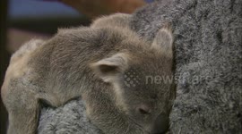 How do captive koalas help predict births in the wild? Find out