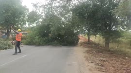 Motorists escape unscathed as tree crashes onto road in southern India