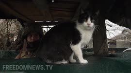 Meet the 'trench kitties' keeping Ukrainian soldiers company amid rising tensions with Russia