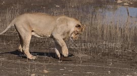 Amusing moment Indian lions catch turtle but then give up on tough prey