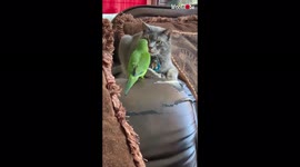 After David-and-Goliath stand-off, mischievous parrot forces tired cat to get off the couch