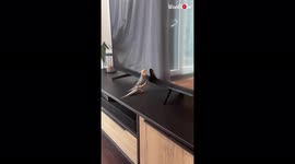 Cockatiel keeps himself entertained by singing to his reflection