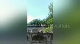 Rampaging wild monkeys terrorise village... with one girl, 7, savaged by the creatures