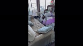 ''Is it yoga or doga?' Naughty Huskies 'help out' owner with yoga '
