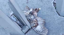 Rare owl in Paris unfortunatelly found dead in the street. 9feb2022.Place du Docteur Yersin, Porte d'Ivry