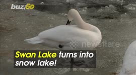 Swan Lake Turns to Snow Lake! Turkish Park Filled With Birds & Swans Deals With Freezing Temps!