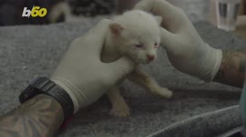 Colombian vets work around the clock to nurse rare albino jaguarundi back to health