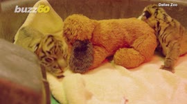 Tiger Twins! Sumatran Tiger Gives Birth to Boy & Girl at Dallas Zoo!