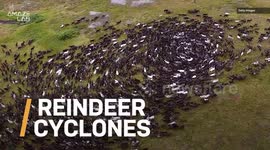 Reindeer cyclone looks like mesmerizing stampede, just to avoid hunters