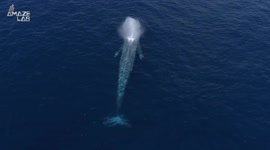 How whales don’t choke when consuming bus-full of water while eating