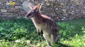 These Wallabies Are Enjoying Their New Home