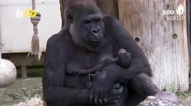 Introducing the first gorilla born at the Berlin Zoo in over 16 years