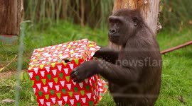 Gorillas at London Zoo open Christmas presents