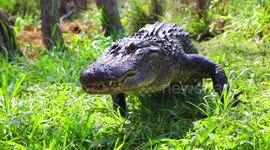 The heart-stopping moment Australian Reptile Park staff raid an alligator nest for eggs