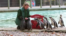 Funny penguins from London Zoo, UK send a letter to Santa before Christmas
