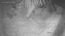 Cute hidden camera footage of a newborn Sumatran tiger cub with his mother at London Zoo, UK