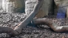 Adorable Sumatran tiger cub takes its first steps outside at a London Zoo, UK