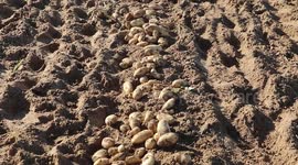 Palestinian farmers harvest the potatoes crop