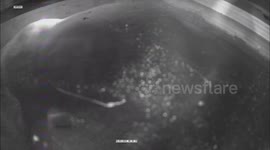 Hidden camera footage of a one-month-old polar bear cub from Highland Wildlife Park, Scotland