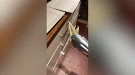 UK woman vows to ditch meat altogether after finding FOOT inside Lidl roast chicken