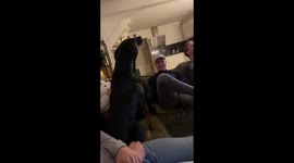 Baayo the singing dog has paw-fect pitch to Whitney Houston