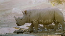 This special diet could increase birth rates among rhinos