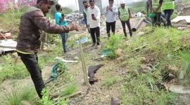 Deadly viper has to be cut free from construction netting after chasing prey in western India