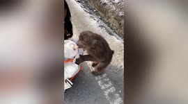 Wild monkey 'kisses' cat whom it encounters on road in China