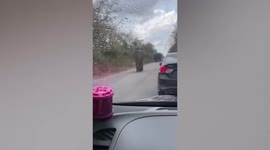 Wild elephant chases tourist's car in Thailand