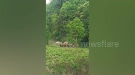 Herd of wild elephants emerge from forest and cross road