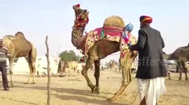Camel dances and ornate decoration at annual cattle fair in northern India
