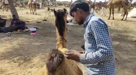 Hair dye and butt paint for well-groomed camels at northern India cattle fair